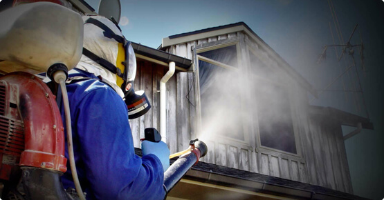 Вредители в деревянных домах